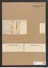 Diatomeae indet. Zeichnungen Sammlung Grunow Nr. 3555 (NHMW-BOT-W0371134)